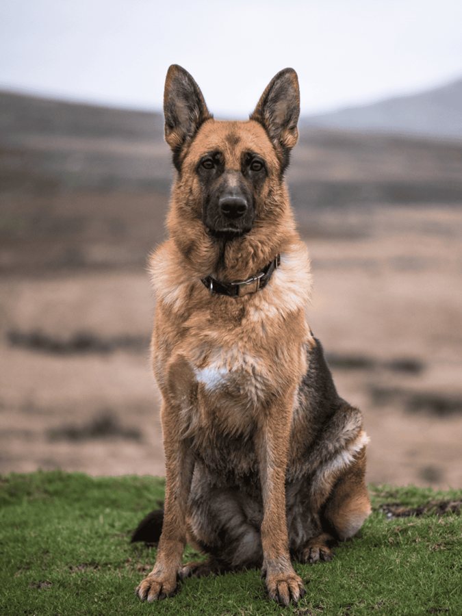 Beyond the Basics: A Deep Dive into the World's Smartest Dog Breeds and How to Challenge Them