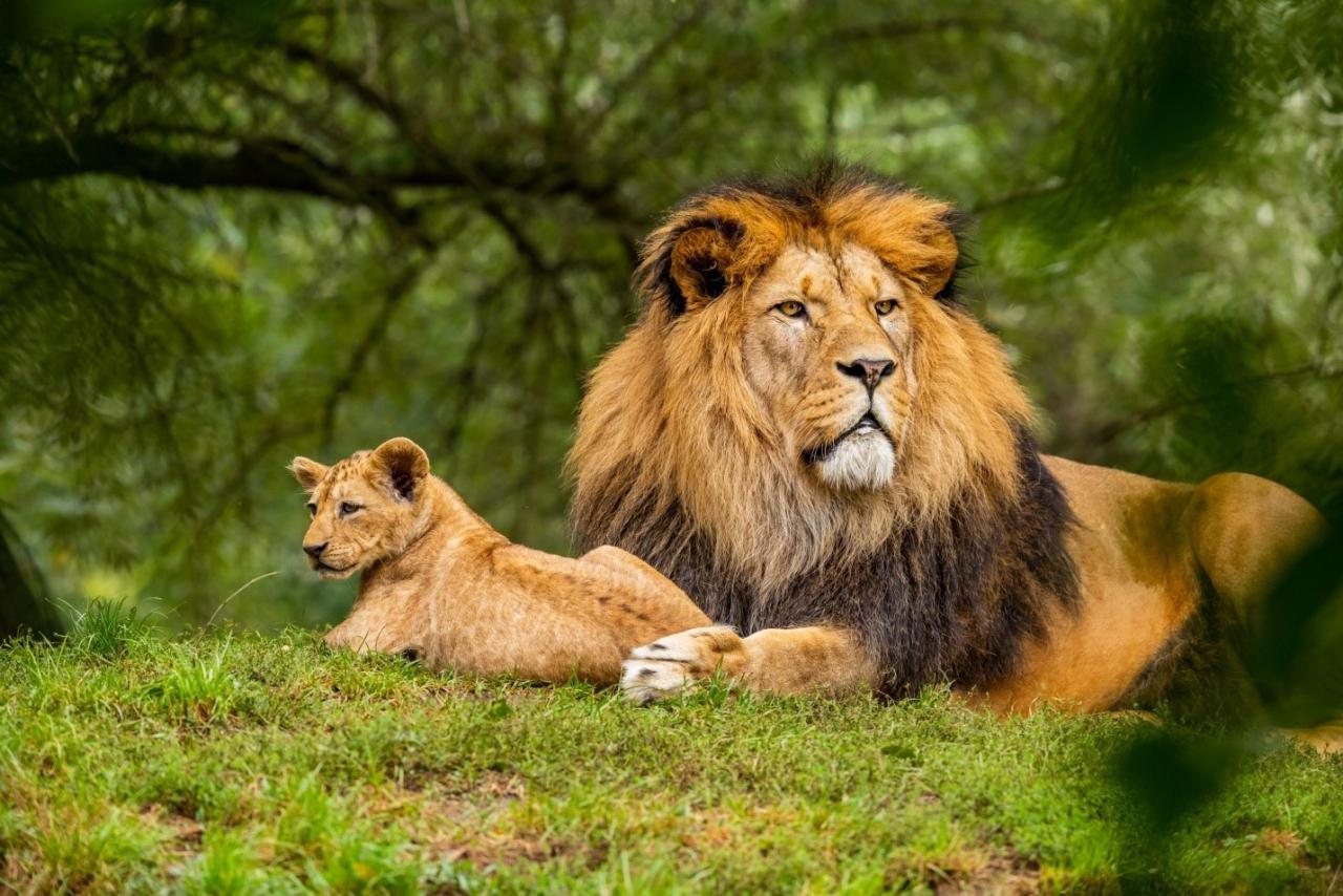 Eco-Conscious Journeys: A Conservationist's Guide to Wildlife-First Destinations