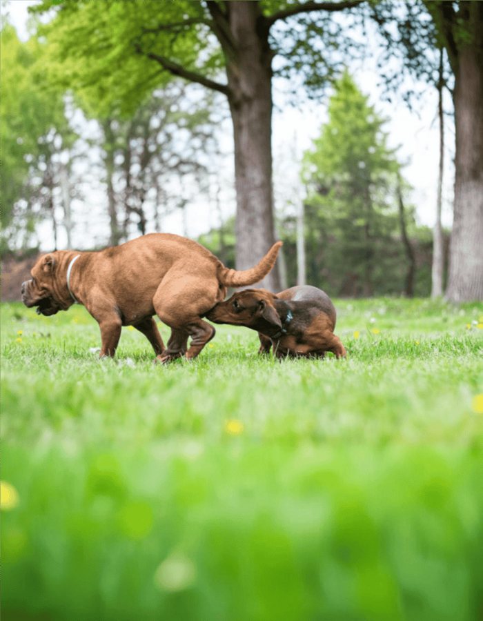 Navigating Your Female Dog's Heat Cycle: A Practical Owner's Guide